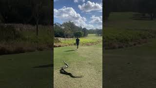 Golfer tees off while two pythons wrestle behind him [upl. by Notneuq]