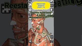 Anatomy  Omohyoid muscle Part  2 medical 3d anatomy head neck muscles shorts [upl. by Maillw644]