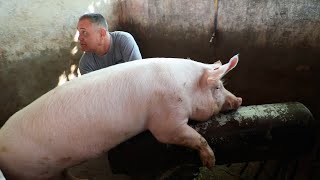 Tips for training boars for artificial insemination [upl. by Aketal]