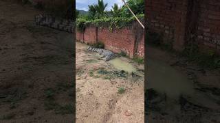 Crocodiles land to catch food crocodile farm [upl. by Codel493]