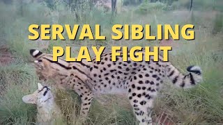 Serval Sibling Play Fight With Cute Meowing [upl. by Payson]