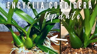 Encyclia cordigera  Care Repotting amp 10 Month Update in Selfwatering with Inorganic Media [upl. by Namruht969]