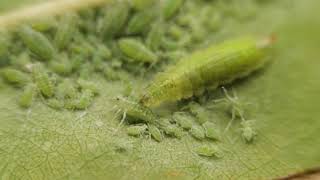 Syrphid fly larva vs aphids [upl. by Atekram]