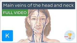 FULL VIDEO Main veins of the head and neck  Human Anatomy  Kenhub [upl. by Airun]