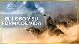 🐺Como es la vida de un lobo 2024🌕 [upl. by Ahcsas]