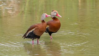 Blackbellied Whistling Ducks preening and drinking water in Texas birds ducks padreisland [upl. by Florencia]