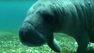 Swimming with a Manatee  Dive Caribbean  BBC Earth [upl. by Claudianus588]