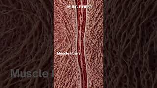 quotUnderstanding Muscle Fibers The Building Blocks of Muscle Tissuequot [upl. by Enilada354]