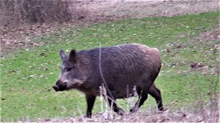 65 CREEDMOOR DROPS WILD HOG [upl. by Ademla]