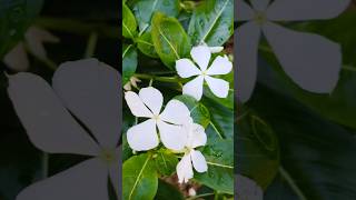 Periwinkle flower നിത്യകല്യാണി [upl. by Acihsay704]