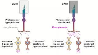 Neurobiology Retinal Ganglion Cells ONOFF Bipolar Cells Direct amp Indirect Pathways [upl. by Krahmer]