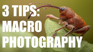 3 Tips to take Your Macro Photography to the Next Level [upl. by Grewitz970]