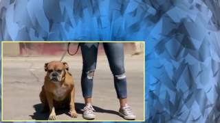 Cesar 911 S01E03 Dog Fight [upl. by Elletsyrk354]