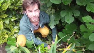 Natural Layering a Fig Tree [upl. by Llemar766]