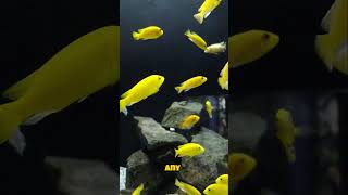 Revealed Yellow Tang Facts [upl. by Pol]