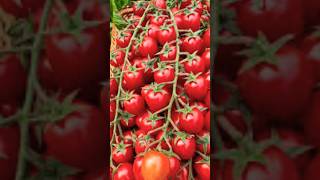 New Tomato Tree Planting Methods to Harvesting Tomatos shorts satisfying farming [upl. by Retloc249]