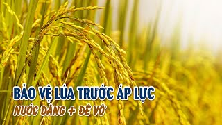 Bà con nông dân bảo vệ diện tích sản xuất trong triều cường  VTV CẦN THƠ [upl. by Abramson]