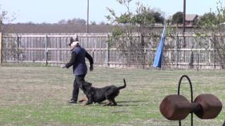 Rottweiler Dog Attempts IPO 3 Schutzhund Obedience Test [upl. by Odnamra537]