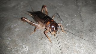 House cricket at night [upl. by Will]