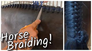 Watch a Professional Horse Braider braid a Hunter Jumper Horse  Mane Tail amp Forelock [upl. by Dasya163]