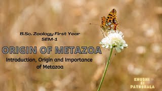 Origin of Metazoan  BSc Zoology Sem 1  Chapter 4  Full Chapter Explained [upl. by Hpsoj]