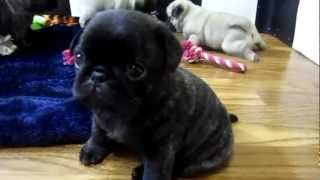 Cutest Pug Puppies Ever [upl. by Opal]