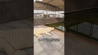 اندر انواع التماسيح بالعالم  spectacled caiman  Albino American Alligator 🐊 [upl. by Rohclem]