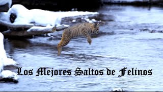 LOS MEJORES SALTOS DE FELINOS 2021 [upl. by Annairb297]