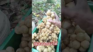 ​Longkong shotsvideo fruit [upl. by Nerehs]