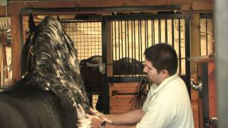 Friesian Grooming Wash amp Dry HD from Iron Spring Farm [upl. by Aenit730]