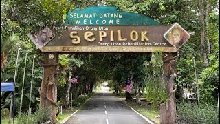 ORANG UTAN SEPILOK SANDAKAN SABAH [upl. by Berners832]