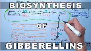 Biosynthesis of Gibberelins [upl. by Declan643]