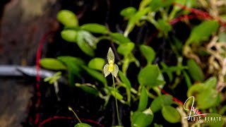 Orquídea  Barbosella miersii Lindl Schltr 1918 [upl. by Tilford813]