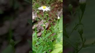 Beautyful flower daisy plant gardenplant [upl. by Eilrahc]