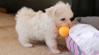 Maltese Puppies Play Ping Pong [upl. by Xylina]