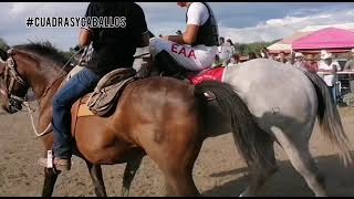 carreras de caballos y corridos ligeros de Tamaulipas [upl. by Anema]