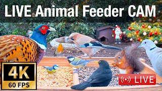 LIVE 4K 60fps Bird Feeder Cam  Hedgehog amp Bird Watching 3D Audio ASMR HQ [upl. by Anahahs97]