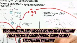 Vasodilation And Vasoconstriction Pathway Prostacyclin cAMPNitric Oxide cGMPEndothelin Pathway [upl. by Hitt]