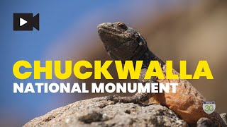 Chuckwalla National Monument [upl. by Kcim145]