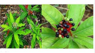 The cultivation and Use of Black snakeroot Sarpagandha [upl. by Parry]