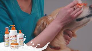 Shampoing antifongique et antiseptique pour chien  Découvrez DOUXO S3 Pyo [upl. by Eissolf222]