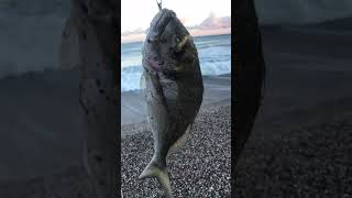 Massive Gilthead Bream Caught fishing carpfishinglife beginnerfishing giltheadBream [upl. by Norabal]