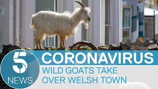 Coronavirus Wild mountain goats take over Welsh town during lockdown  5 News [upl. by Nnylf399]