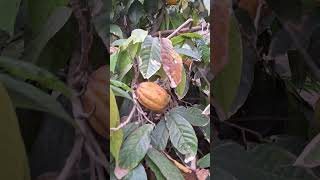 Cacaoyer à cotonou😍😍🤩 cacao fruit food cacaofruits [upl. by Arec]