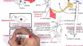 Anatomy  Eye Overview [upl. by Salakcin]