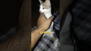 How to stop Cat and kittens from Biting kitten cat shorts [upl. by Cavit]