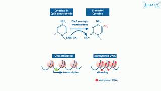 DNA methyltransferase [upl. by Burnard496]