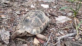 Liberan una treintena de ejemplares de tortuga mora en la finca de Galatzó Mallorca [upl. by Zerla496]