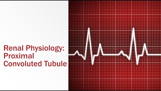 Renal Physiology Proximal Convoluted Tubule [upl. by Dnamra]