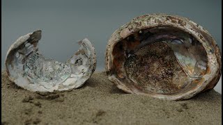 Beyond the Shell  ViewFinder [upl. by Annaoi]